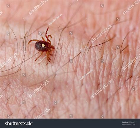 Amblyomma americanum Images, Stock Photos & Vectors | Shutterstock