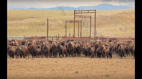 777 Bison Ranch Roundup Reboot - YouTube