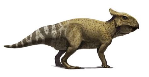 protoceratops juvenile-correct1 | Prehistoric animals, Alien creatures, Prehistoric creatures