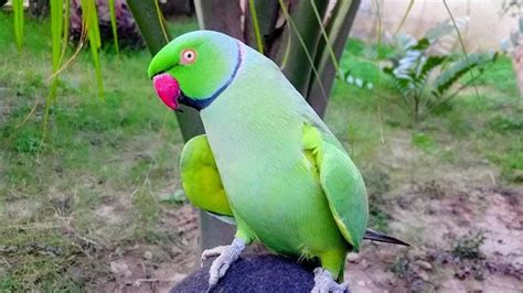 Indian Ringneck Lifespan - Complete Guide 2022 - Cute Parrots