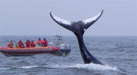 Ocean Explorations Whale Adventures, Tiverton, Nova Scotia, Canada