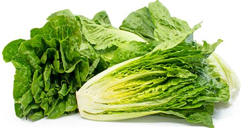 Romaine Lettuce Information, Recipes and Facts