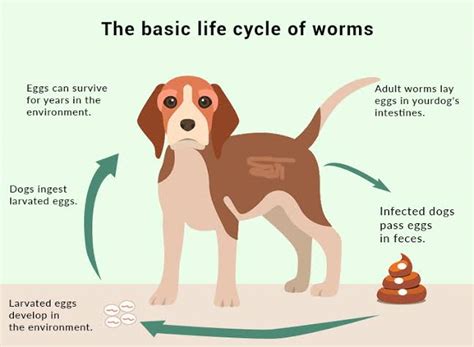 Deworming In Dogs! How To Get The Best Results .. - Pets - Nigeria