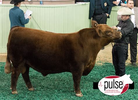 FWSS – Open Red Angus Show – Bull Champions | The Pulse