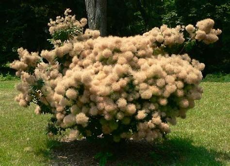 Smoke tree | Drought-tolerant, Silver-leaved, Ornamental | Britannica