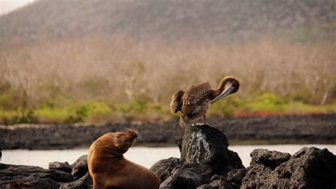 Floreana Island & Champion Islet | 10-31-2021 | National Geographic Islander | Lindblad Expeditions