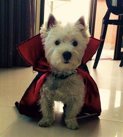 Cute Vampire Westie Dog Costume for Halloween