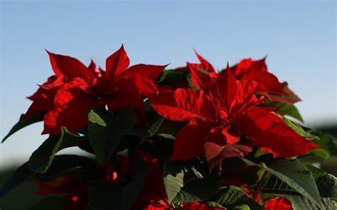 Poinsettia Wallpaper (47+ images)