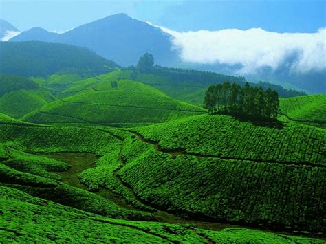 tea-gardens-munnar - Kerala Tourism Blog