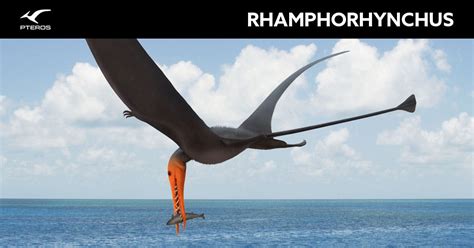 Rhamphorhynchus - Pteros