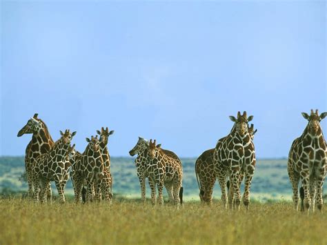 Short necked Giraffes : r/shortneckgeraffes