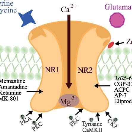 NMDA receptor as target for antidepressant: The complex NMDA receptor ...