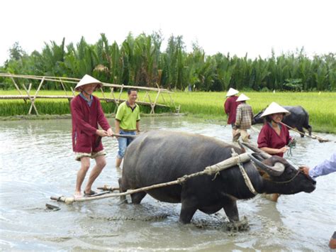 Dân Tây sang Việt Nam cày ruộng