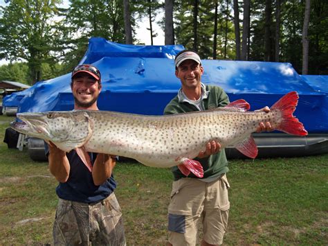 Kyle Anderson of Rapid City, MI caught this 50-pound 8-ounce Great Lakes muskie while fishing in ...