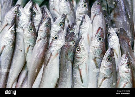 Different fish species seen at Palma de Mallorca´s city market, Spain Stock Photo - Alamy