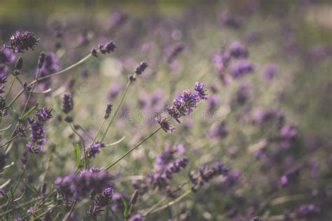 Purple Lavender Flower Background Stock Image - Image of background ...