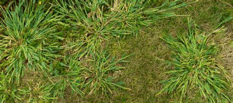 What Is Crabgrass? Weed Management Advice From The Pros | ABC Blog