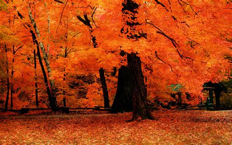 Orange Trees in the Park