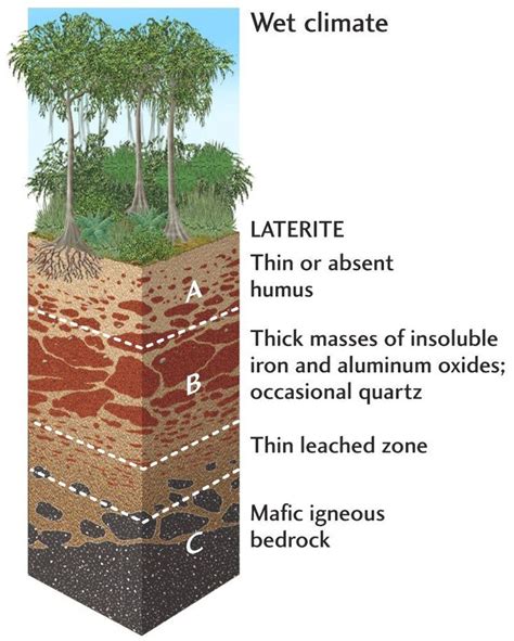 layer of soil - Google Search | Soil layers, Soil, Soil texture