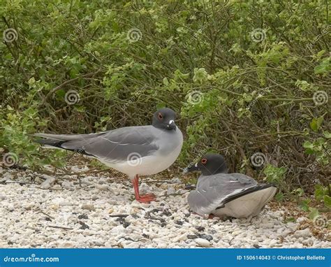 Lava Gull Pair on the Beach at Isla Genovesa in the Galapagos Stock ...