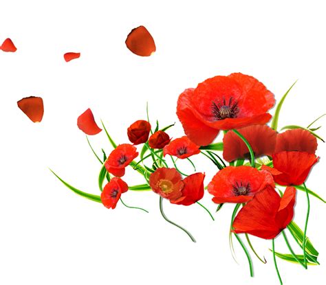 Download High Quality Nature clipart poppy Transparent PNG Images - Art ...