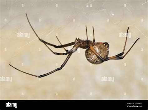 Brown Widow Spider (Latrodectus geometricus) in its web in Houston, TX. Less venomous than its ...