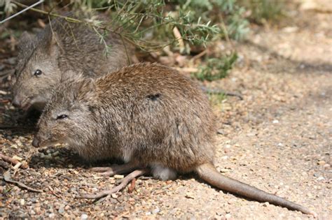 Bandicoot | Animal Wildlife