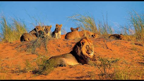 Namibia Conservation Safari Webinar: In the Realm of the Desert Lion ...