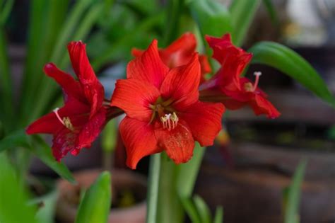 Getting Your Amaryllis To Rebloom - 'Don't Allow The Bulb To Dry Out ...