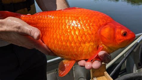 Giant goldfish problem in US lake prompts warning to pet owners - BBC News