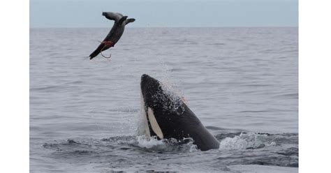 Seal-eating killer whales accumulate large amounts of harmful pollutants