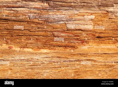 petrified wood stone texture - background Stock Photo - Alamy