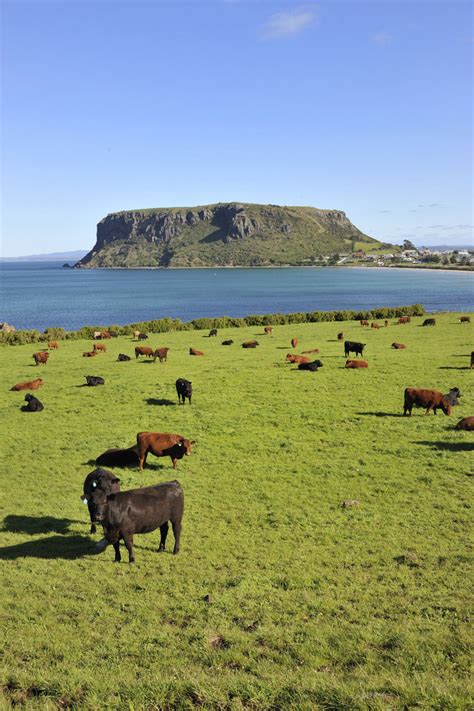 Escape to Stanley, Tasmania: ‘It’s just special. It’s not like anywhere else’