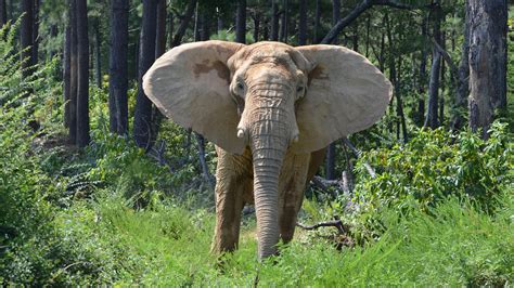 Flora - The Elephant Sanctuary in Tennessee