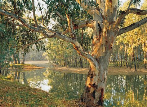 Old River Red Gum (eucalyptus Camaldulensis) By A Murray River ...