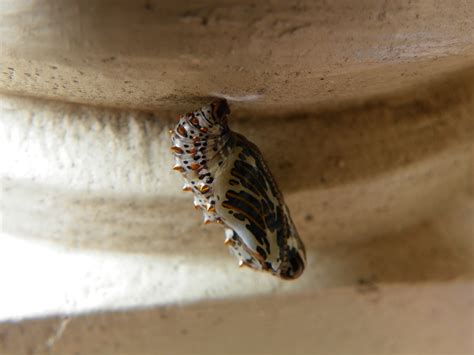 Free Images : wood, insect, moth, fauna, invertebrate, close up, chrysalis, macro photography ...