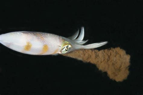 Pygmy squid (Cephalopoda: Idiosepius paradoxus) filmed using their ink clouds as smokescreen to ...