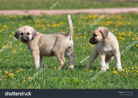 Are Kangal Dogs Good Pets