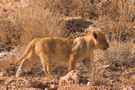 Lion Cub in Kalahari Desert Stock Photo - Image of africa, kalahari ...