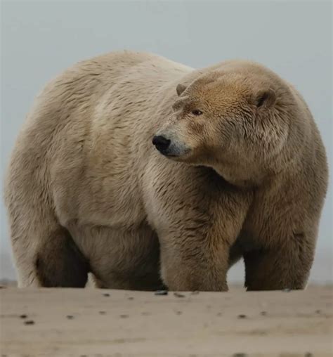 This is the fattest polar bear in Alaska. His name is Fat Albert and he lives in a village named ...