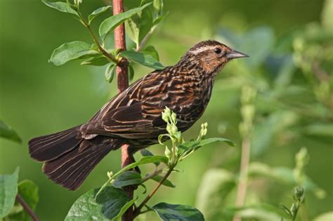 Red-winged Blackbird - female | Backyard Birds | Pinterest