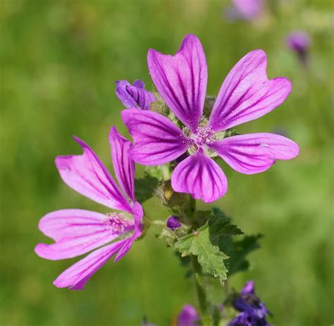 Malva sylvestris, Common Mallow, 1g approx 300 seeds, perennial edible ...