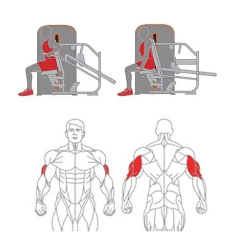 Seated Dip Muscles Worked | ubicaciondepersonas.cdmx.gob.mx