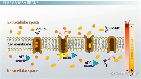 Membrane Potential Calculation, Equation & Function - Lesson | Study.com