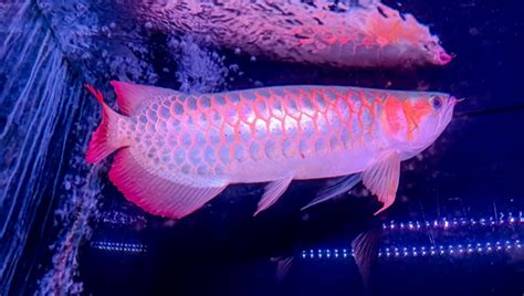 Red Arowana (Scleropages Formosus) Care Guide |Updated| 2023