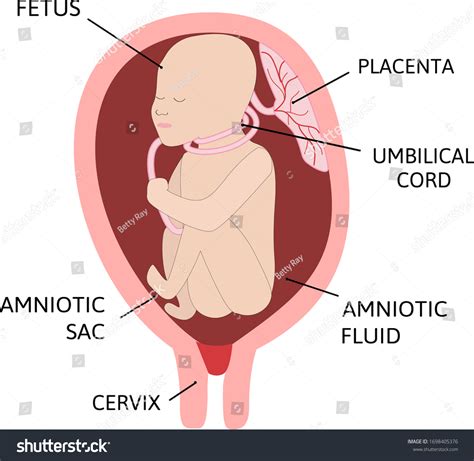 21 Nuchal Cord Images, Stock Photos & Vectors | Shutterstock