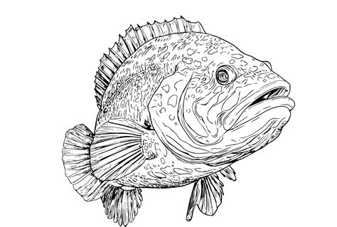 Giant Grouper Fish Coloring Page - Free Printable Coloring Pages