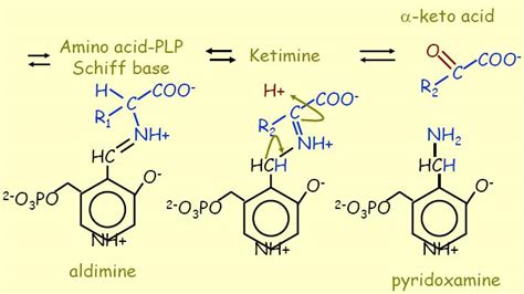 Aminotransferase Reaction