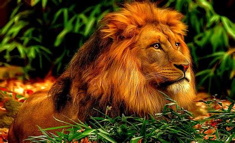 3D Lion Hd Wallpaper | Photo Wallpapers