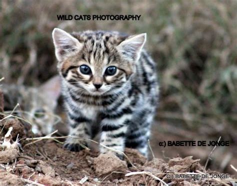 Black-footed Cat- The smallest wild cat in Africa | Black footed cat, Wild cats, Small wild cats